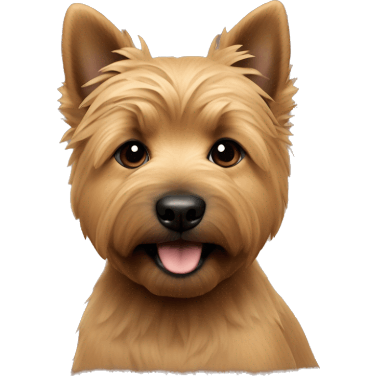 Close format on puppy of Norwich terrier is grizzly colour  emoji