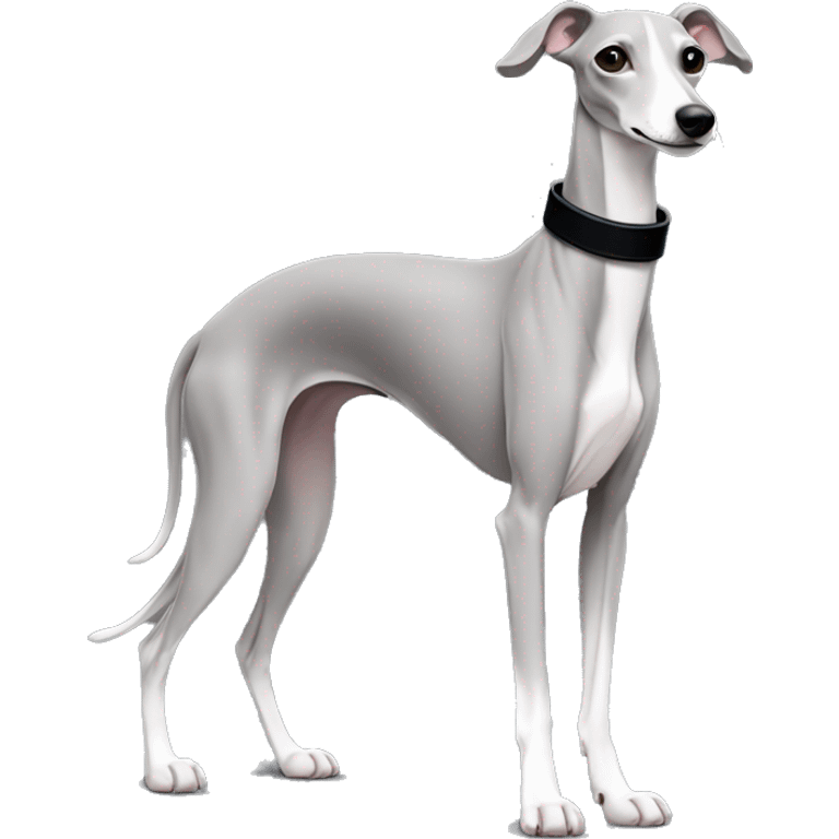 solid grey without white italian greyhound with black collar for sighthounds emoji