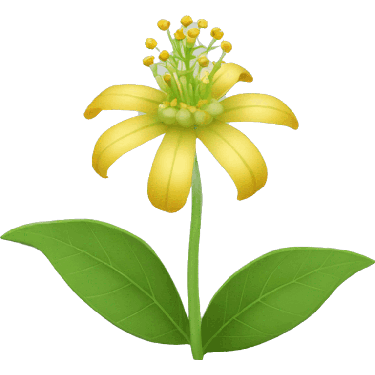 Ashwagandha flower with greenish-yellow petals and a central yellow stamens emojis emoji