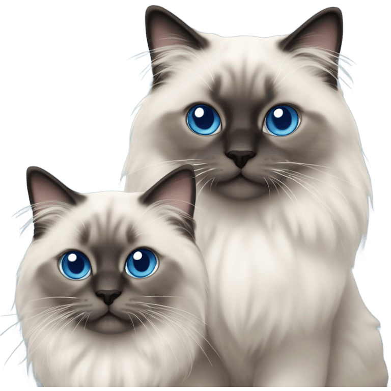 Two Blue point ragdoll cats with medium length hair, with blue eyes, dark face  emoji