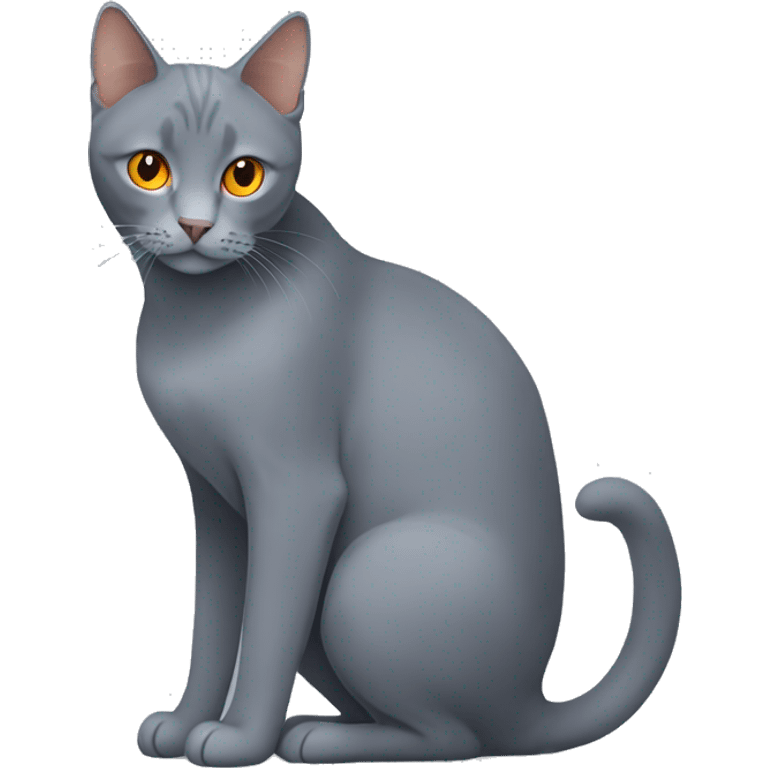 Grey cat breed blue Brit with orange eyes and several lines on the tail emoji