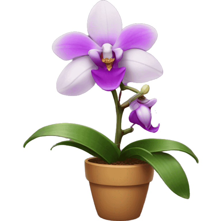 Orchid plant emoji