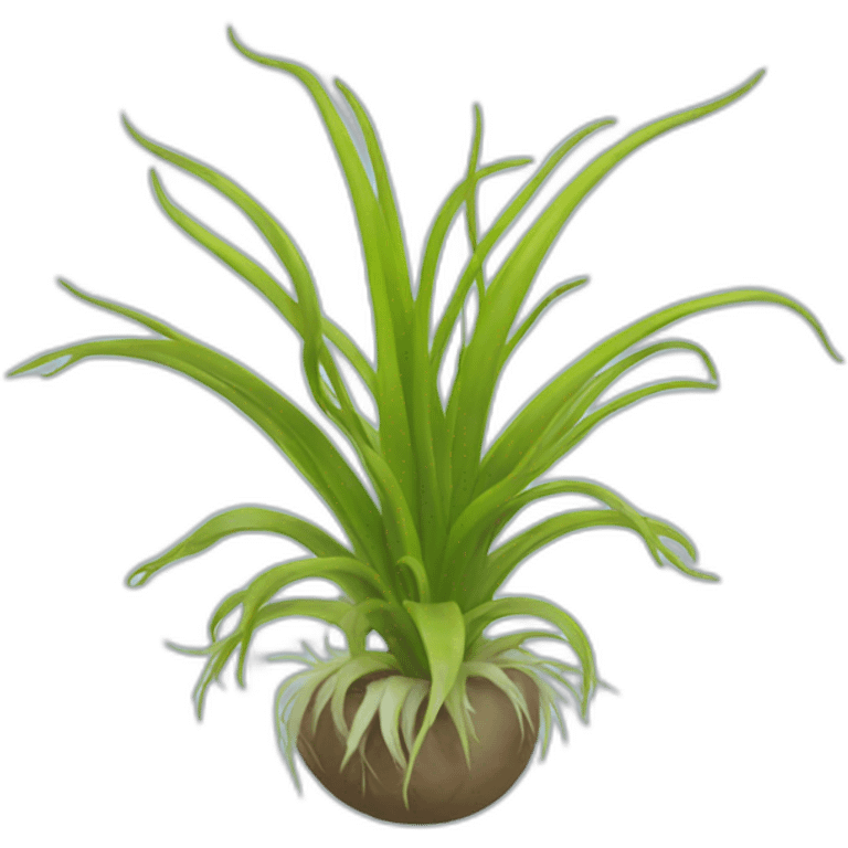 tillandsia emoji