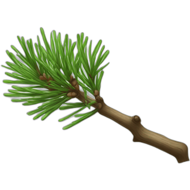 Pinus cembra branch emoji