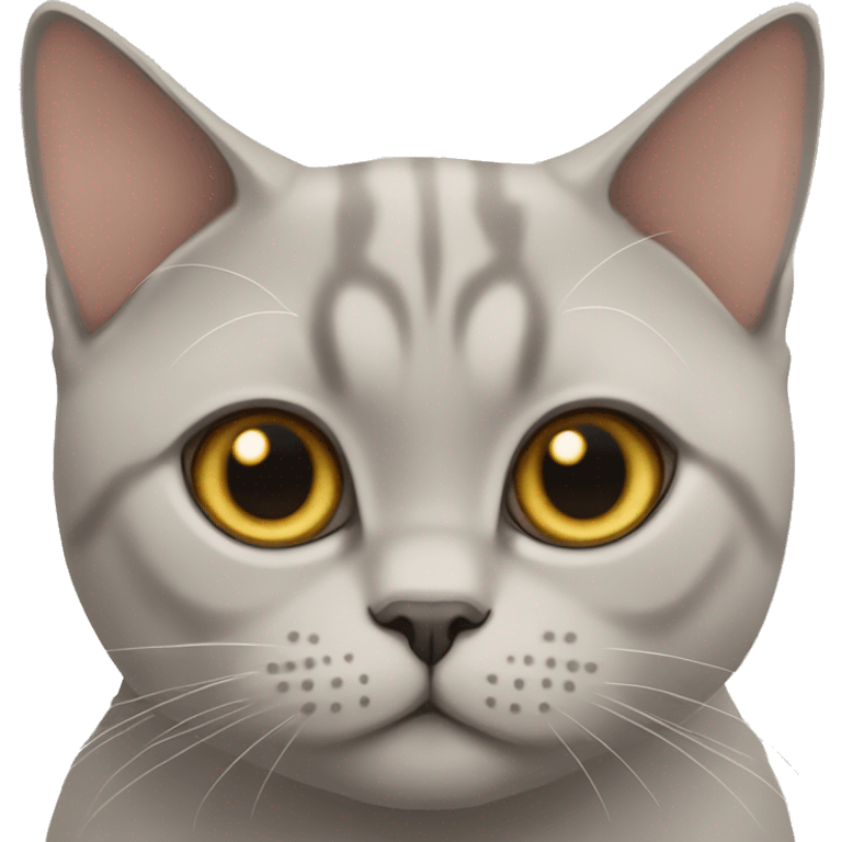 british shorthair beige cat emoji