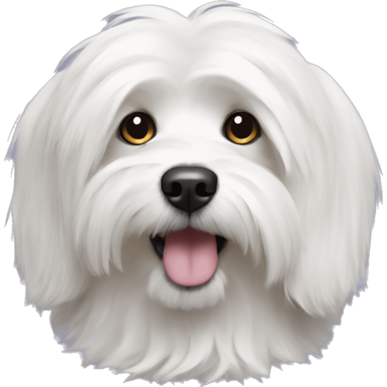 Coton de tulear  emoji