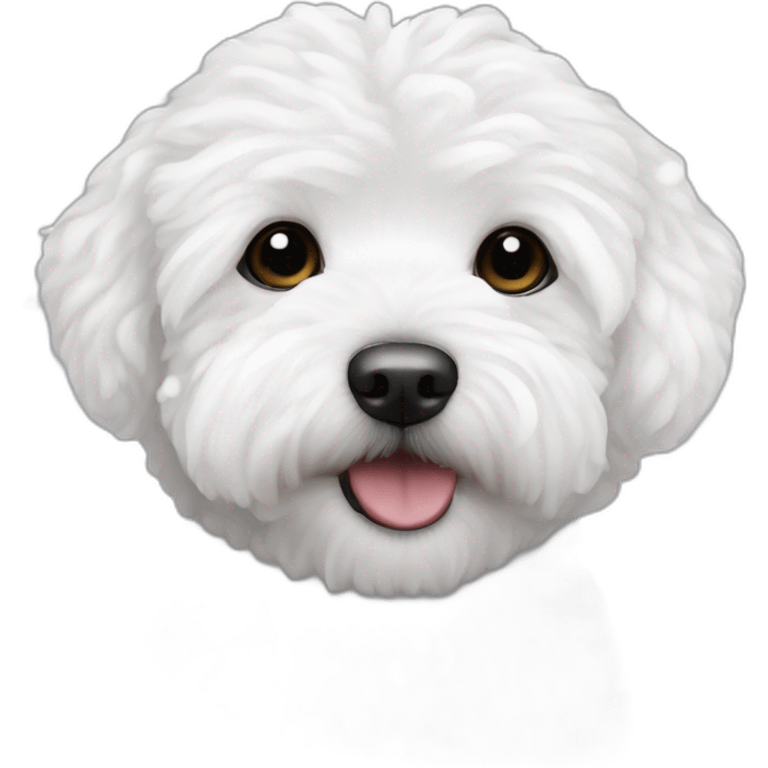 white maltipoo in the winter, having snow on the nose emoji