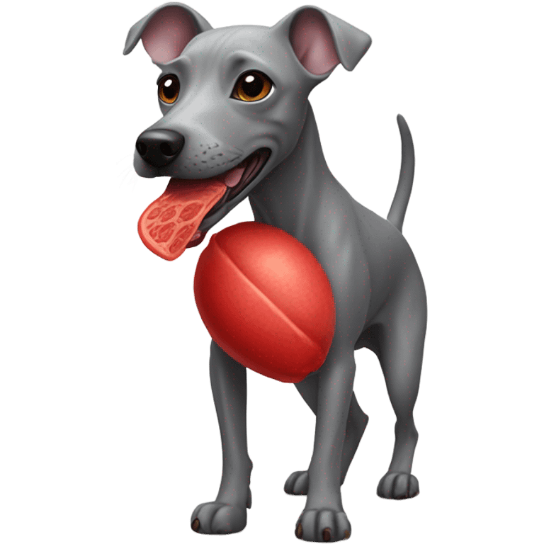 American Hairless Terrier eating red emoji