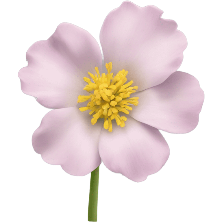 Flower ranunkel pion emoji