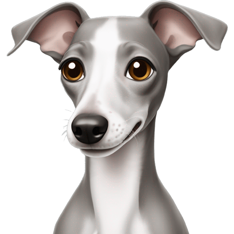 smiling italian greyhound with half-grey half-white fce emoji