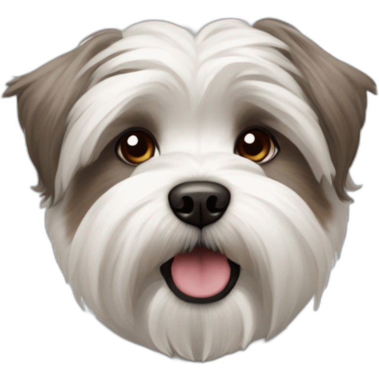 West Highland White terrier with brown/gray combination of a Shih-tzu and a Malthezer emoji