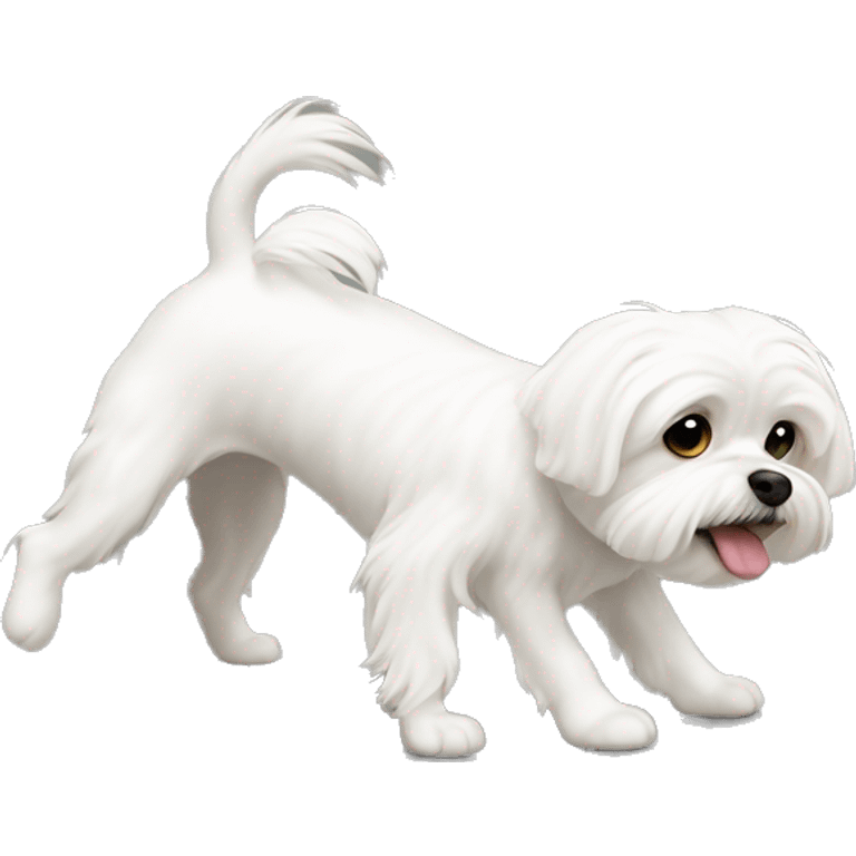 white maltese turning upside down emoji