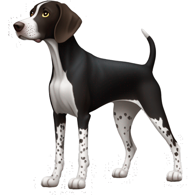 A german shorthair pointer dog (full body) with a very black coat and white markings (white belly, feet, and tail tip) and with very little white hair on the snout. No black spots on white markings. emoji