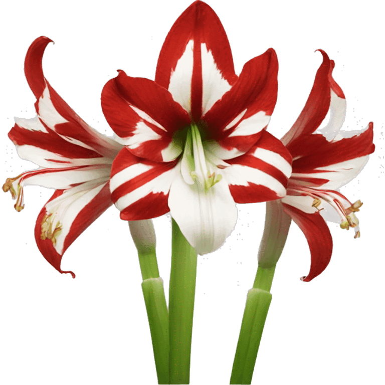 Red and white amaryllis emoji