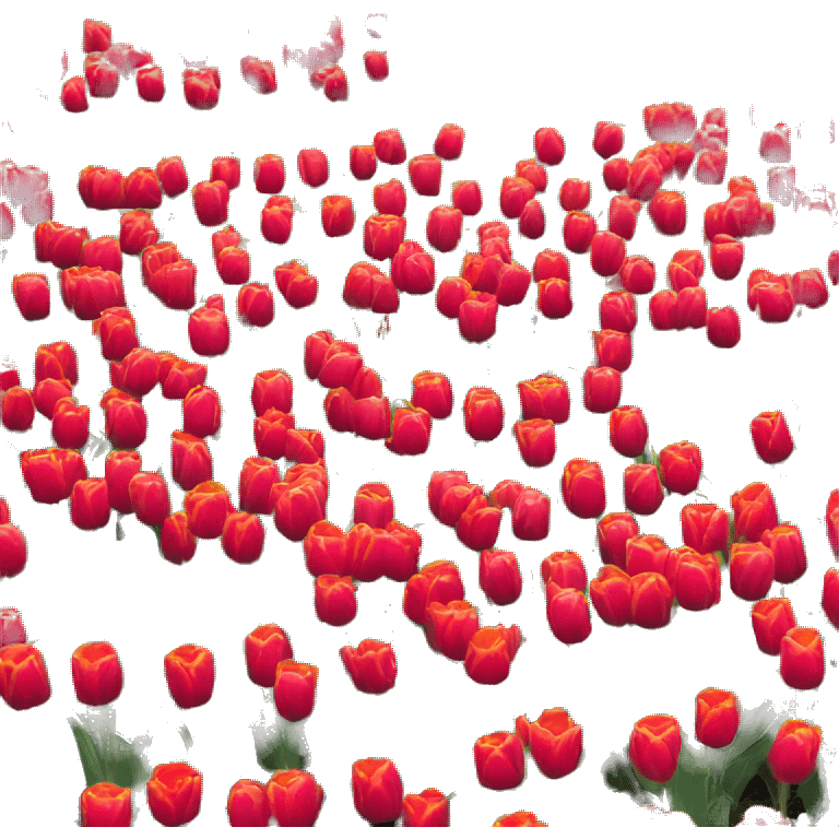 tulip field and  emoji