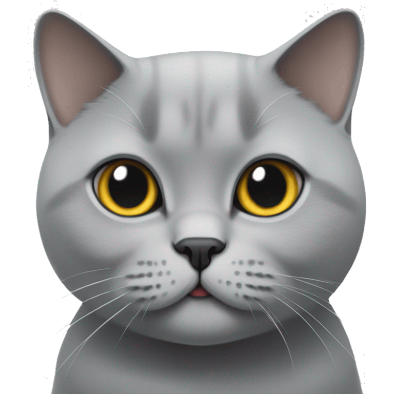 British Shorthair cat in grey looking cute emoji