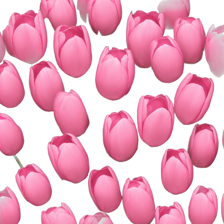 Bouquet of pink tulips emoji