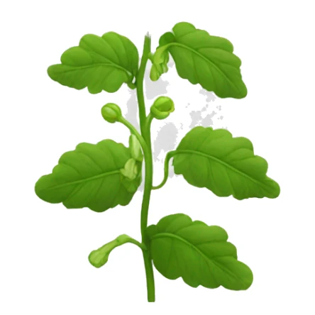 bells of ireland flower sticker