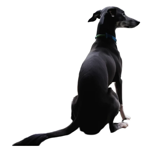 Slim Chinese girl with long black hair and her completely solid grey Italian greyhound looking out a window together on a snowy day, the dog has absolutely no white markings anywhere, completely uniform grey color throughout sticker