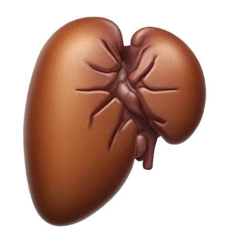 “A realistic image of a human liver, showing its smooth, reddish-brown texture, with clear anatomical details, and subtle shading to highlight its shape and depth.” sticker