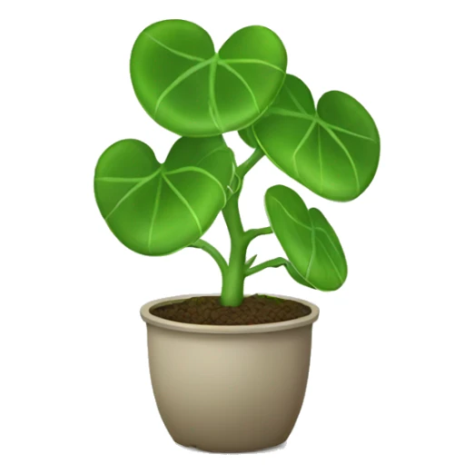 Chinese money plant sticker