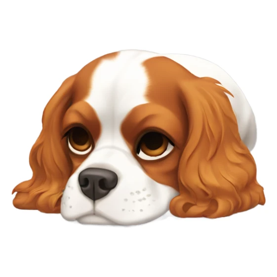 a cavalier king charles spaniel curled up asleep sticker