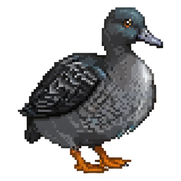 black coot bird, a duck with black feathers, white beak, and grey legs sticker