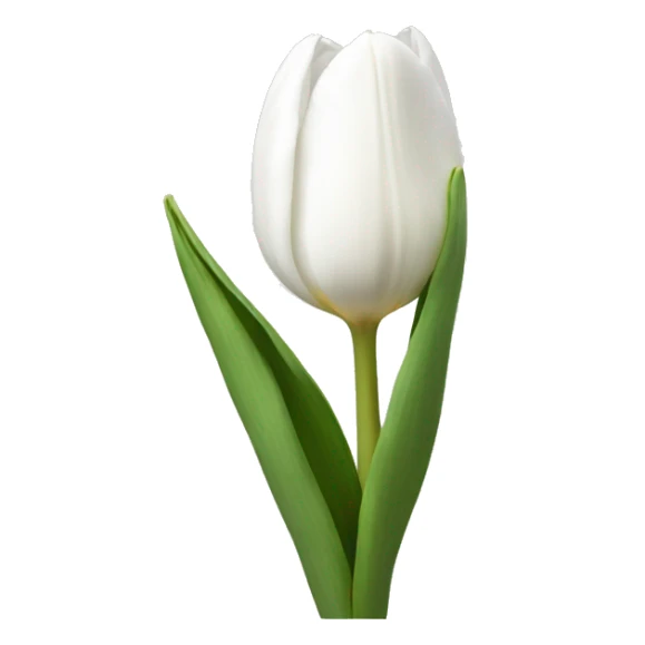 White tulip  sticker