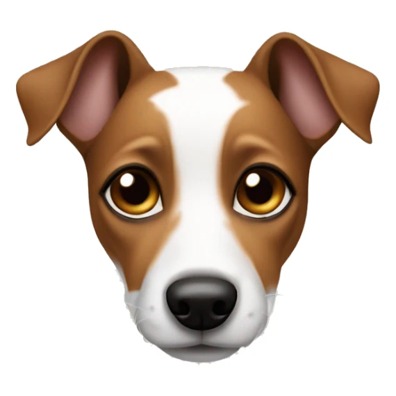 Jack Russel terrier with ears brown and around eyes brown but middle part is white sticker
