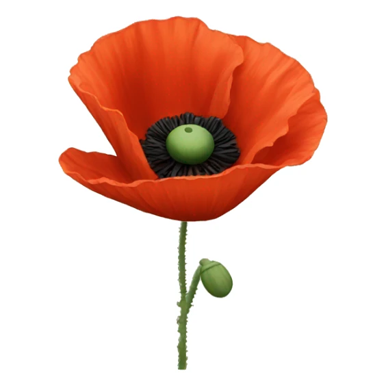 Poppy sticker
