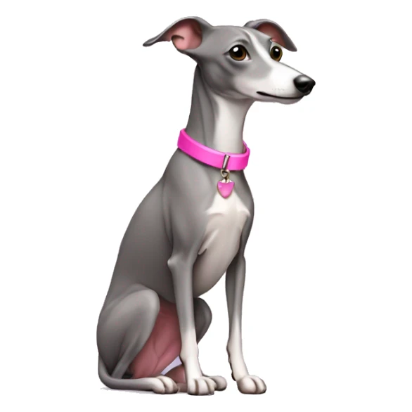 Grey Italian greyhound wearing pink collar sticker
