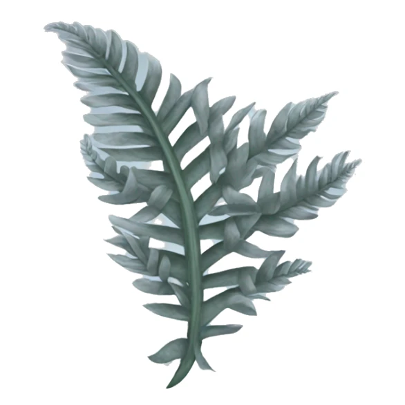 silver fern sticker