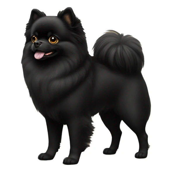 Black Pomeranian dog with golden eyes full body sticker