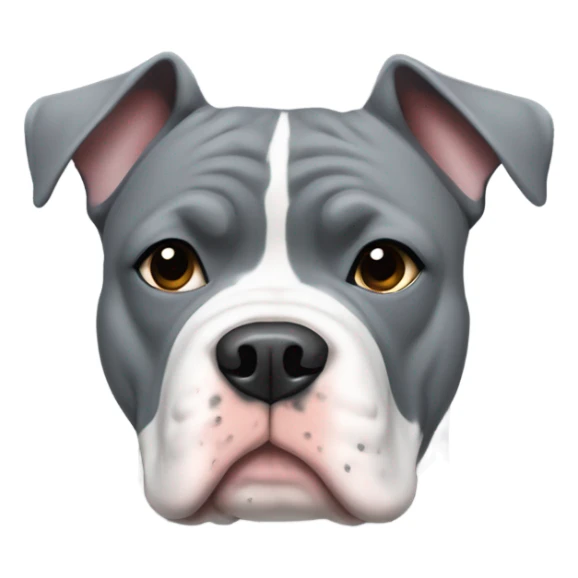 American Bully Dog That is grey with a white patch on chest wearing a sweater sticker