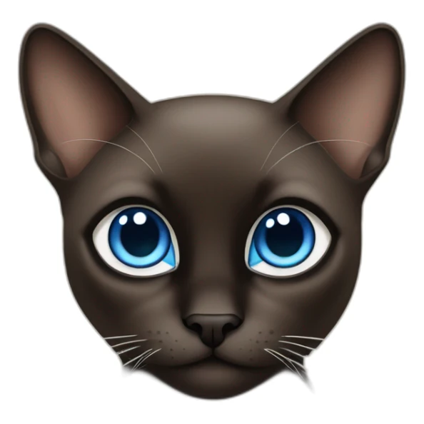dark brown and black siamese Cat with blue eyes and white chin sticker