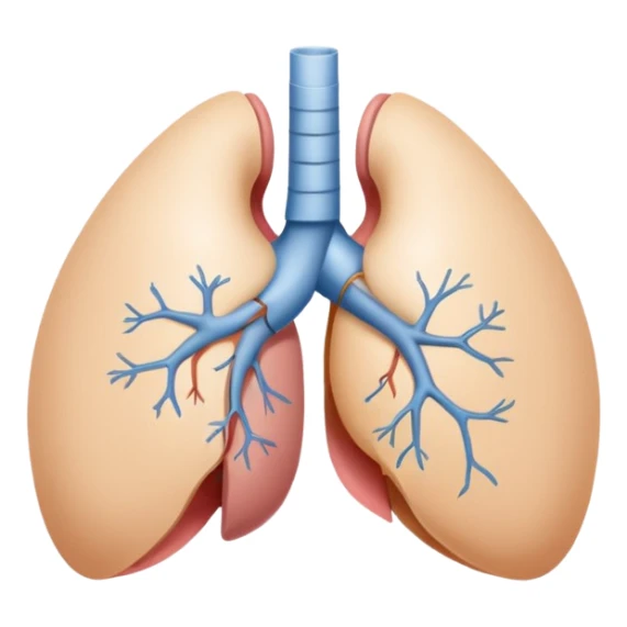 breast anatomy sticker