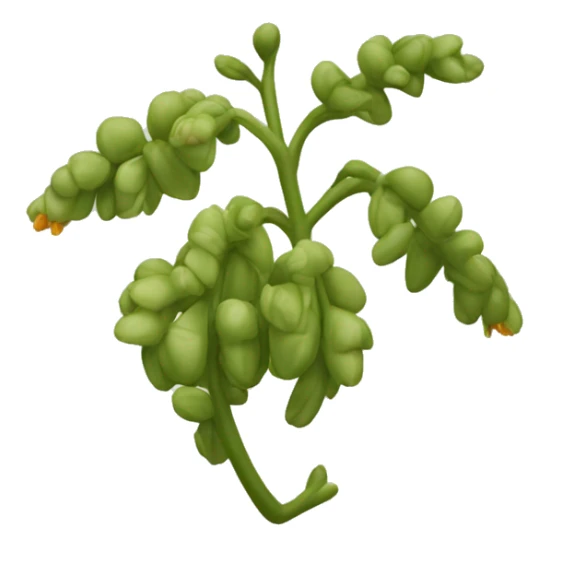 Curculigo scorzonerifolia	Gorgojo sticker