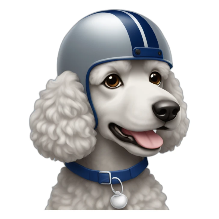 Poodle wearing a grey football helmet with dark blue stripe sticker