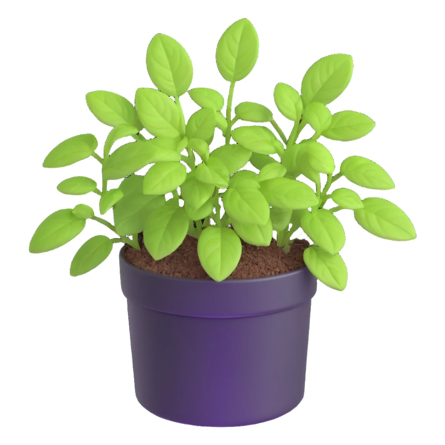 Small sprouts of Plectranthus Verticillatus with perfectly round leaves growing in a shiny metallic pot sticker