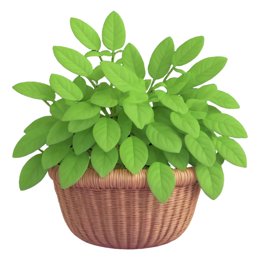 Plectranthus Verticillatus with trailing vines and extremely round circular penny-shaped leaves in a coconut fiber basket sticker