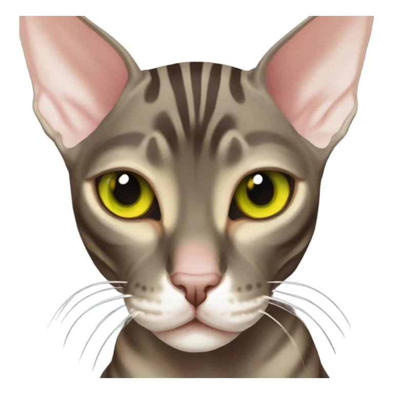 Dark Brown tabby sphynx stripes yellow green eyes sticker