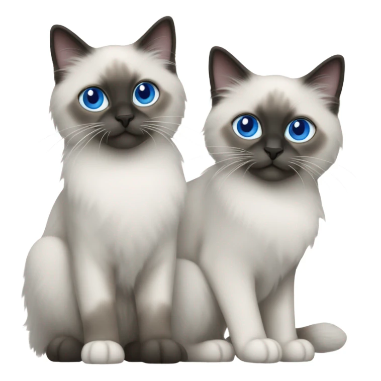 Two Blue point ragdoll cats with short length hair, with blue eyes, dark face  sticker