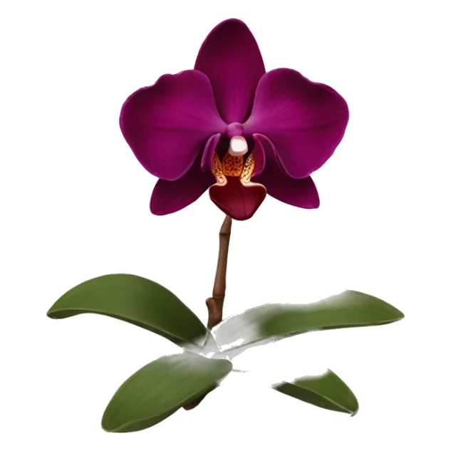 Burgundy orchid  sticker