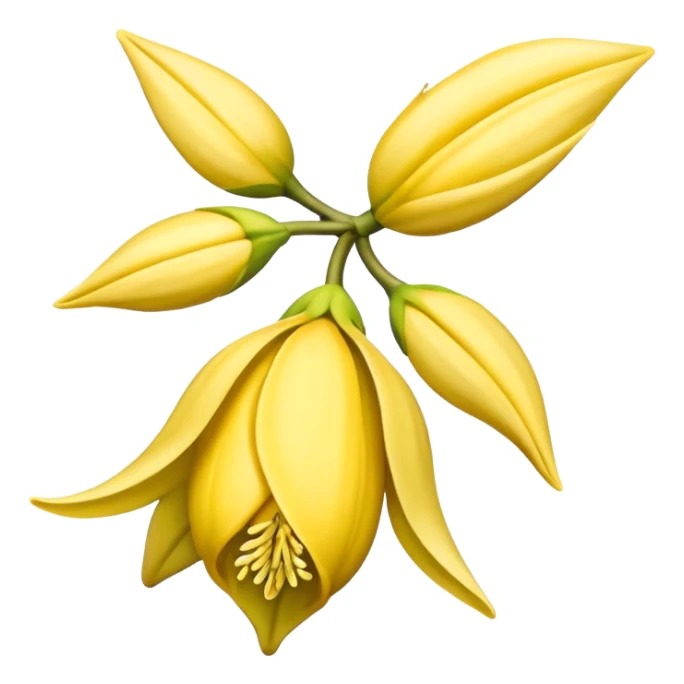 ylang ylang flower little closed sticker
