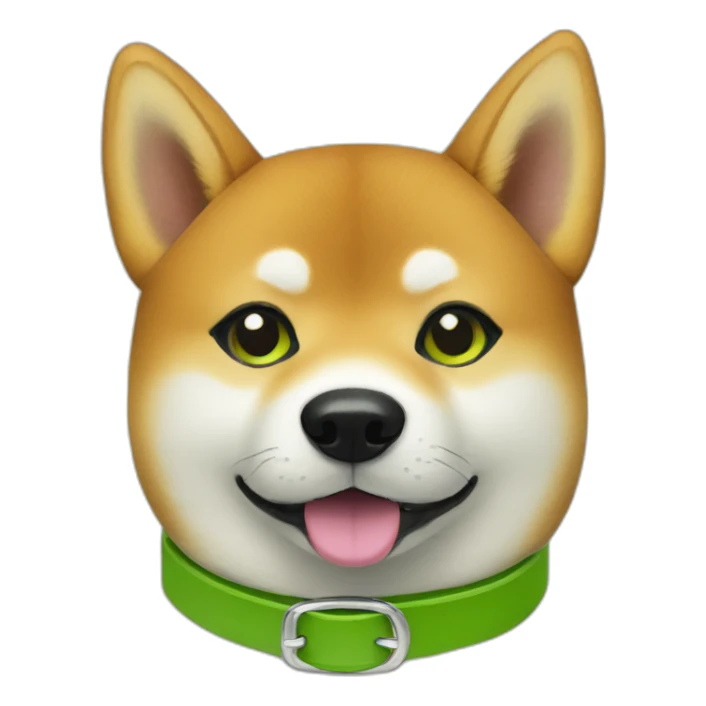 Shiba with green collar with Pistache written on the collar sticker