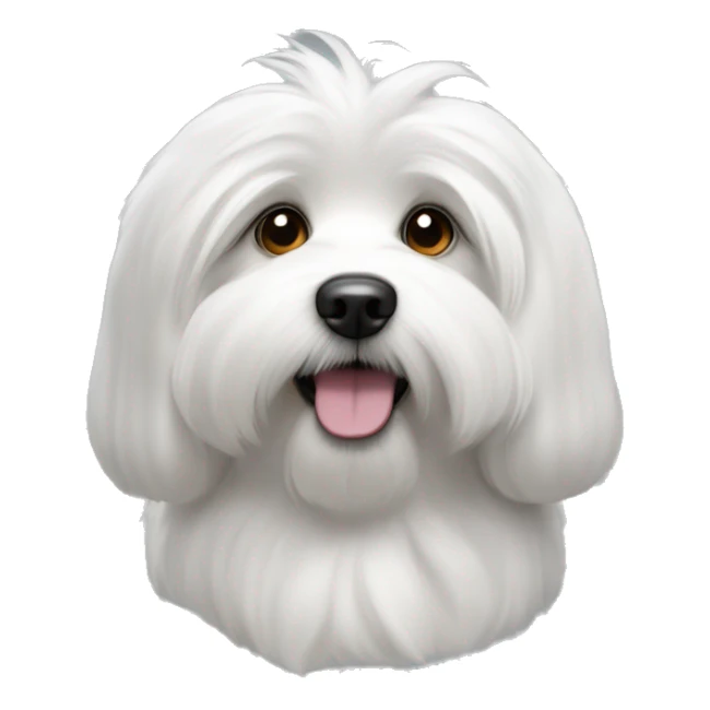 coton de tulear, le visage blanc, les poils des oreilles gris foncé. sticker