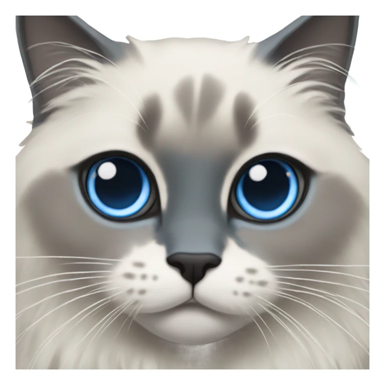 Blue point ragdoll cat with short length hair, with blue eyes, dark face  sticker