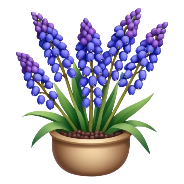 Realistic Still life detailed, Grape Hyacinth Muscari sticker