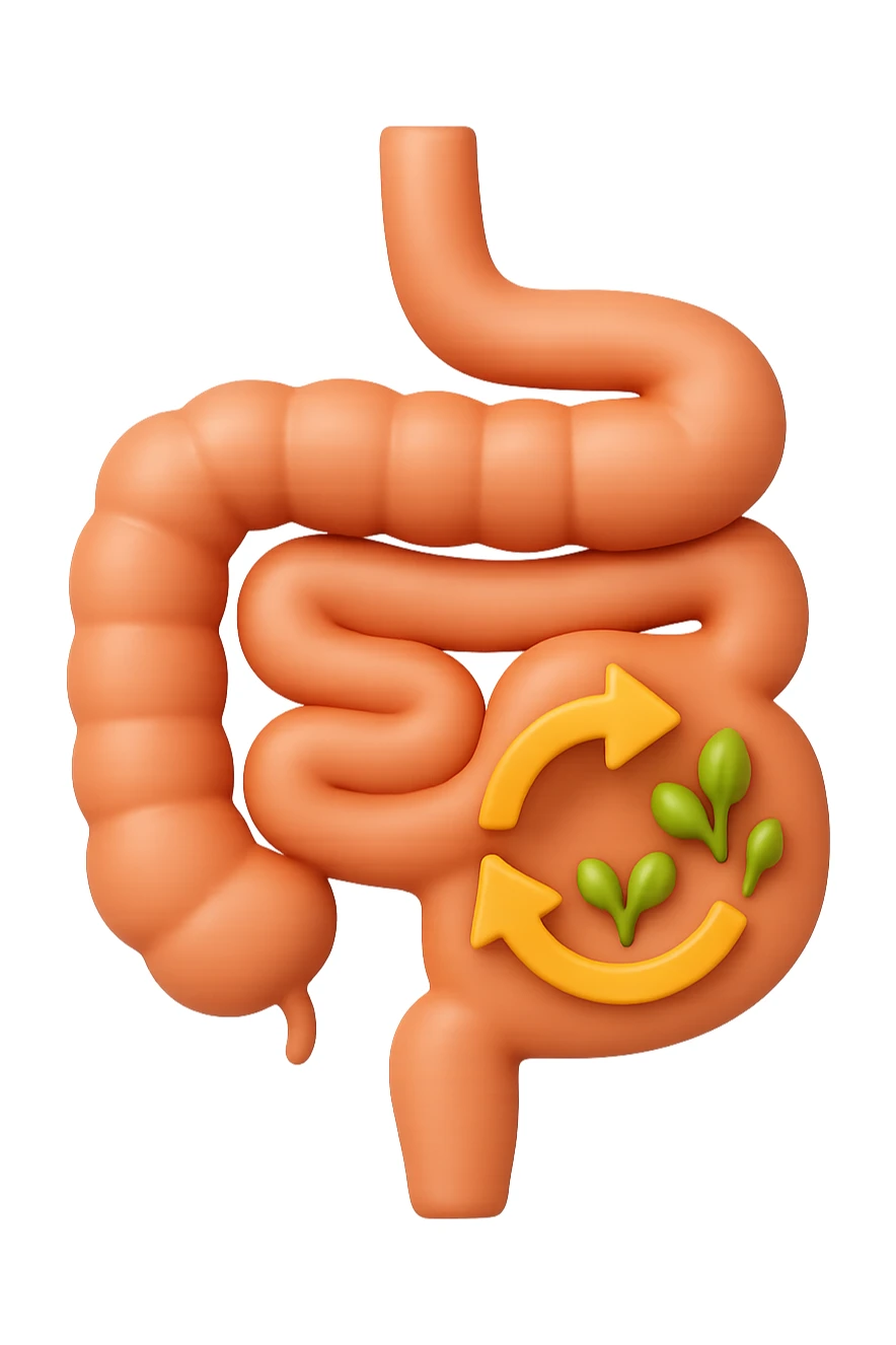 emoji 3d stile iphone di un intestino che si rigenera 3d sticker