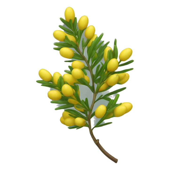 sprig of acacia sticker